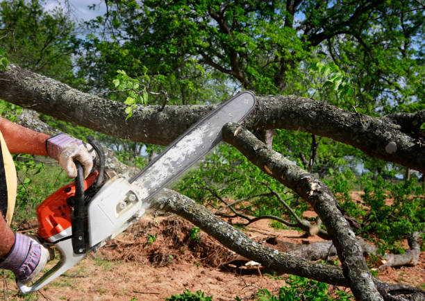 Large Tree Removal